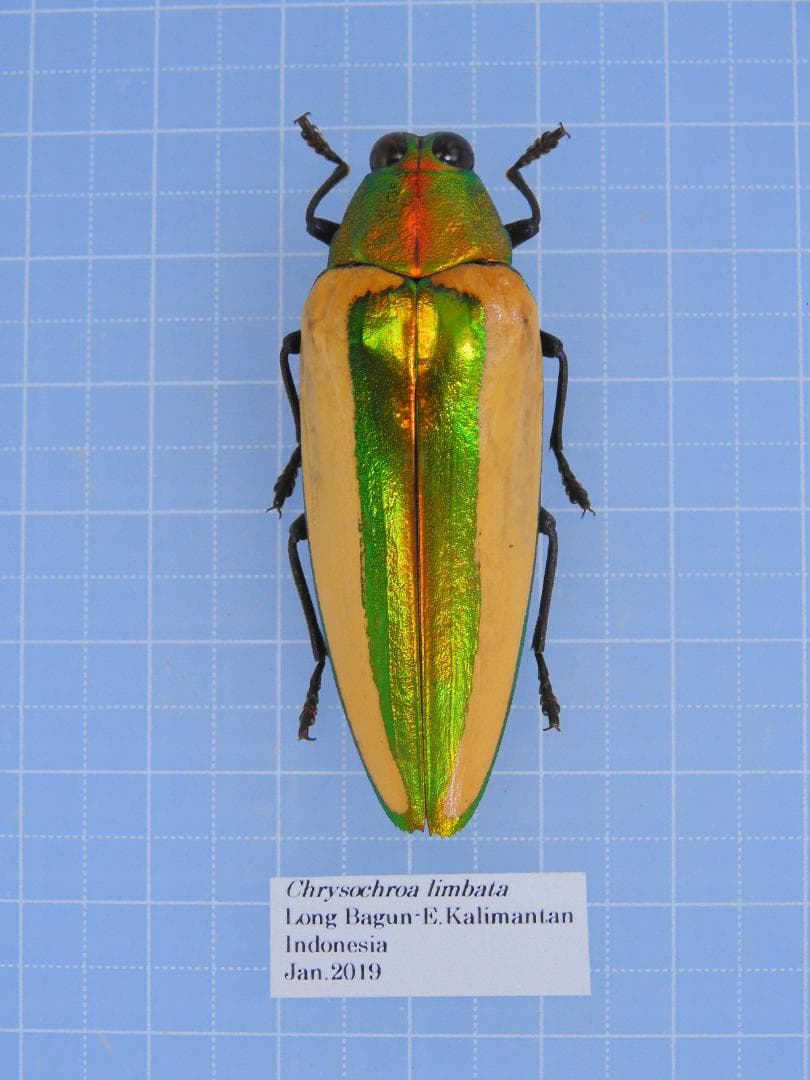 ボルネオ産　キベリルリタマムシ　52mm 外産タマムシ Buprestidae of the World - Insect Islands 〜南の島の
