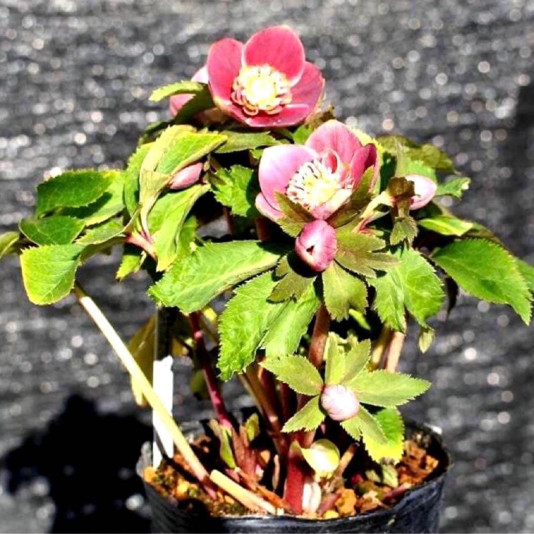 も*読様 3537☘️⭐️沢山⭐️蕾花付き☘️6号☘️極上☘️⭐️小輪⭐️ ハー