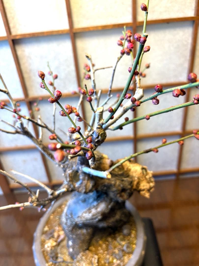 超極太❗️梅盆栽❗️フォロワー150人記念！プレゼント価格！激安❗️緋梅野梅黒松真柏