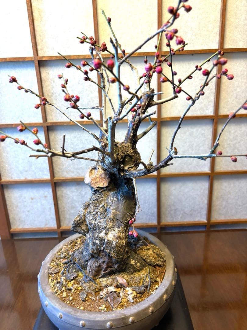 超極太❗️梅盆栽❗️フォロワー150人記念！プレゼント価格！激安❗️緋梅野梅黒松真柏