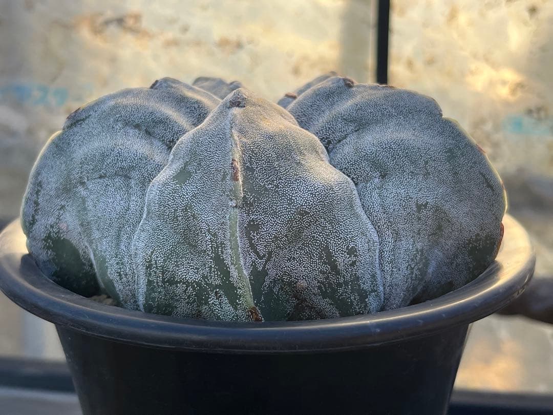 アストロフィツム　ストロンギロゴナム アストロフィツムストロンギロゴナムの基本情報・育て方｜多肉植物