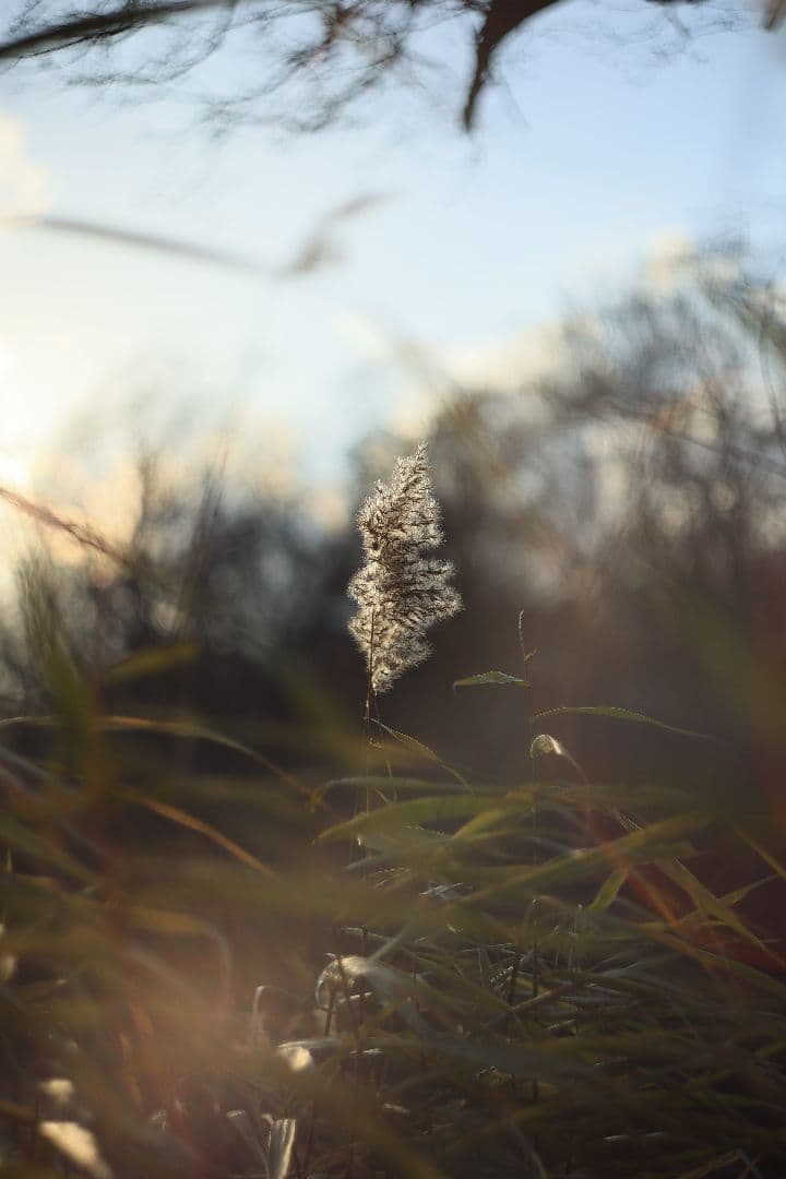 MC HELIOS-44M-6 58mm F2 《Valdai製》【美品】