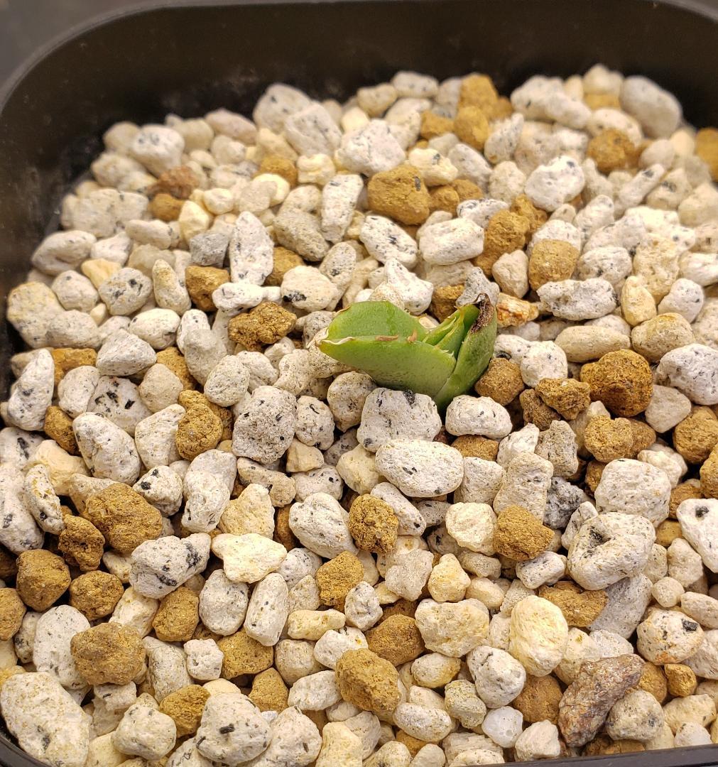 Agave Titanota IVORY W.A 子株 - メルカリ