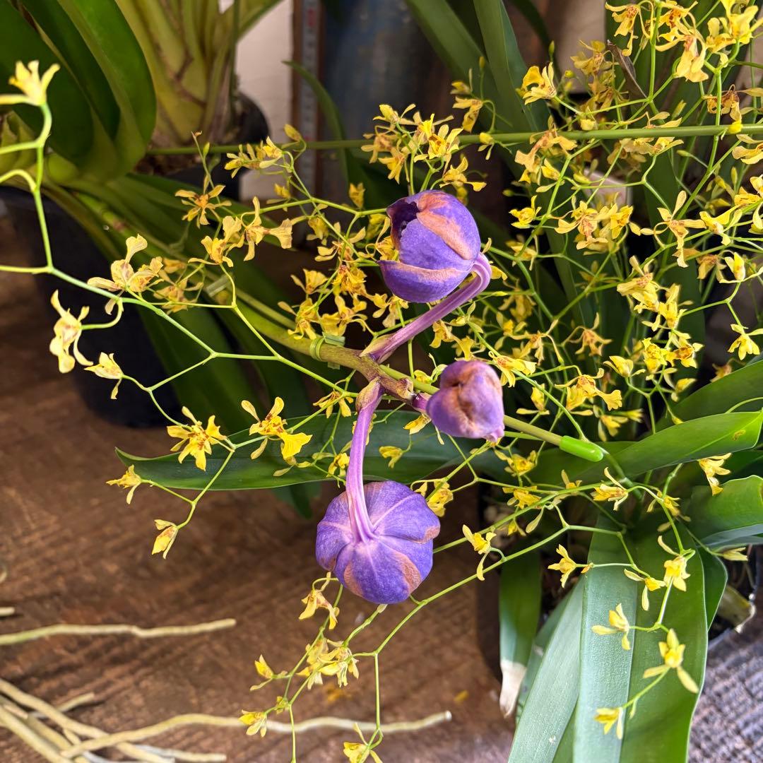 グ*チ様 蘭 育成用株 5つ シンビジューム バンダ オンシジューム