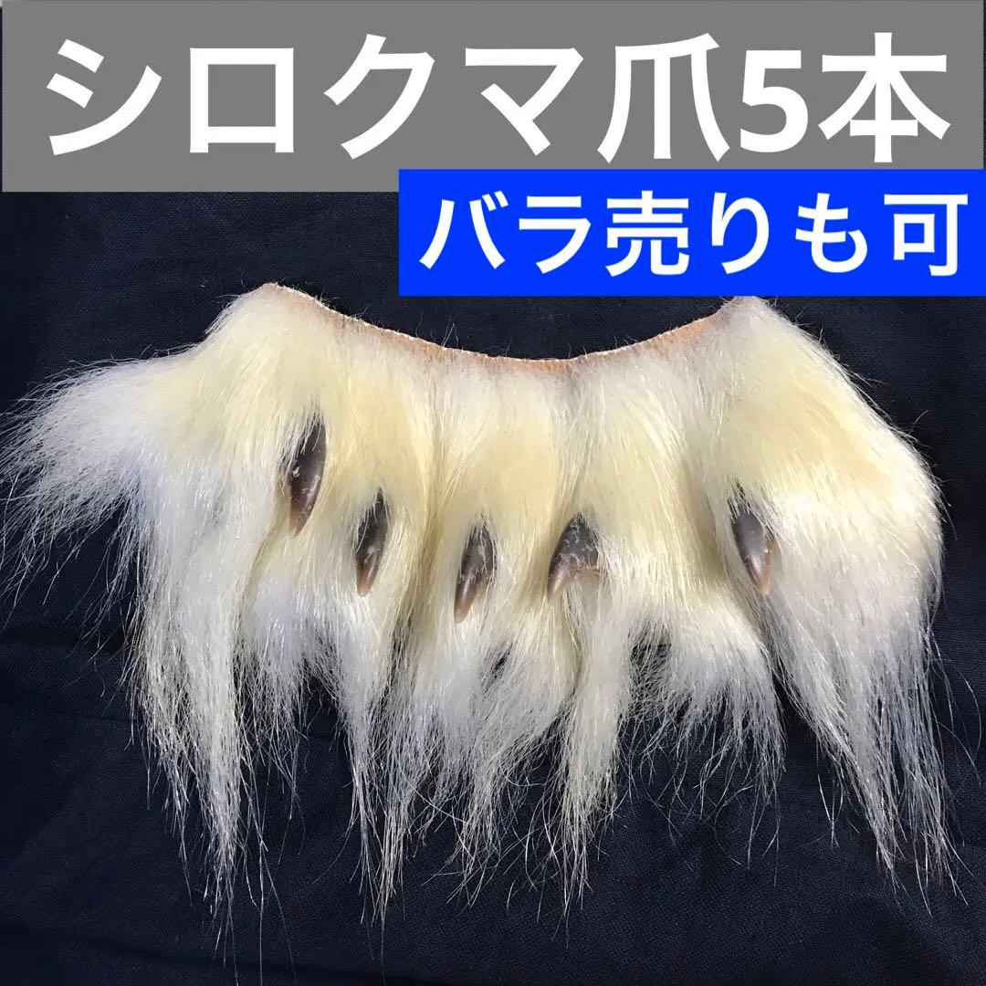 シロクマ 爪 5本セット 白熊 ホッキョクグマ 熊の爪 剥製 - メルカリ