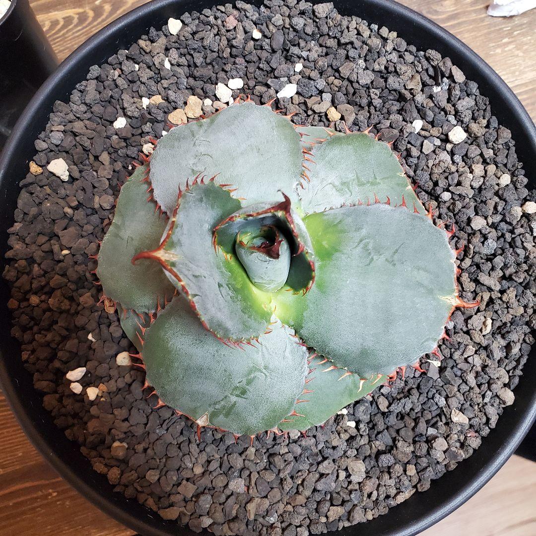 papiro様専用台湾アガベグアダラハラナドワーフ2株