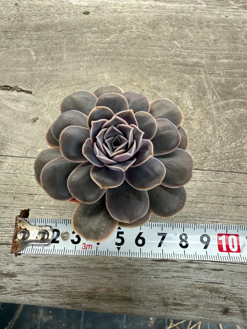 再出品枠 希少丸葉タイプ エリキュラミス 13