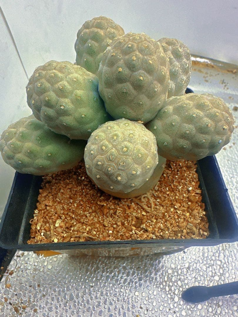 J*n様 B219多頭小型 緑色 球状サボテンテフロカクタス ゲオメトリクス