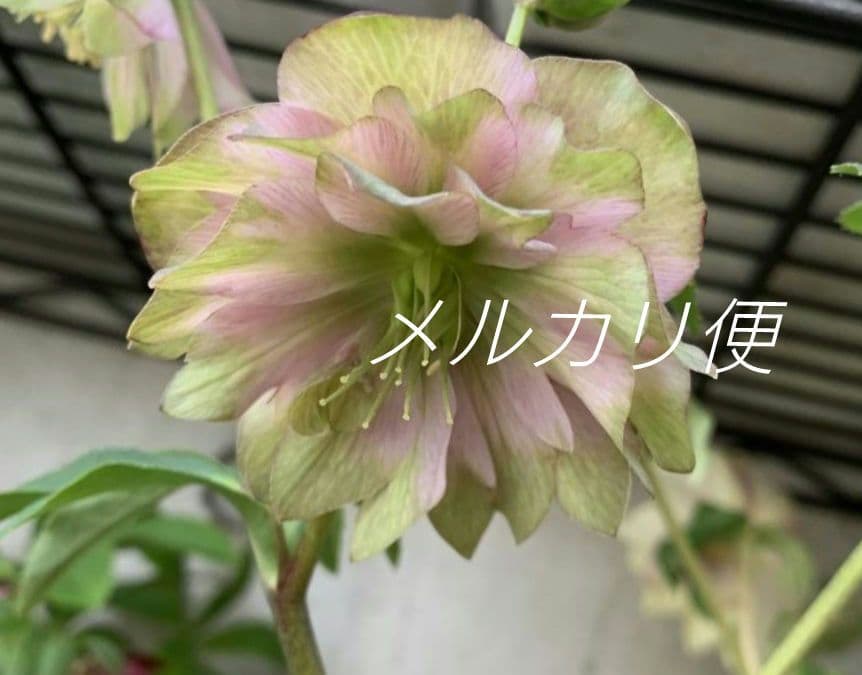 ヒ*イ様 アンティークピエラ クリスマスローズ 株分け - メルカリ