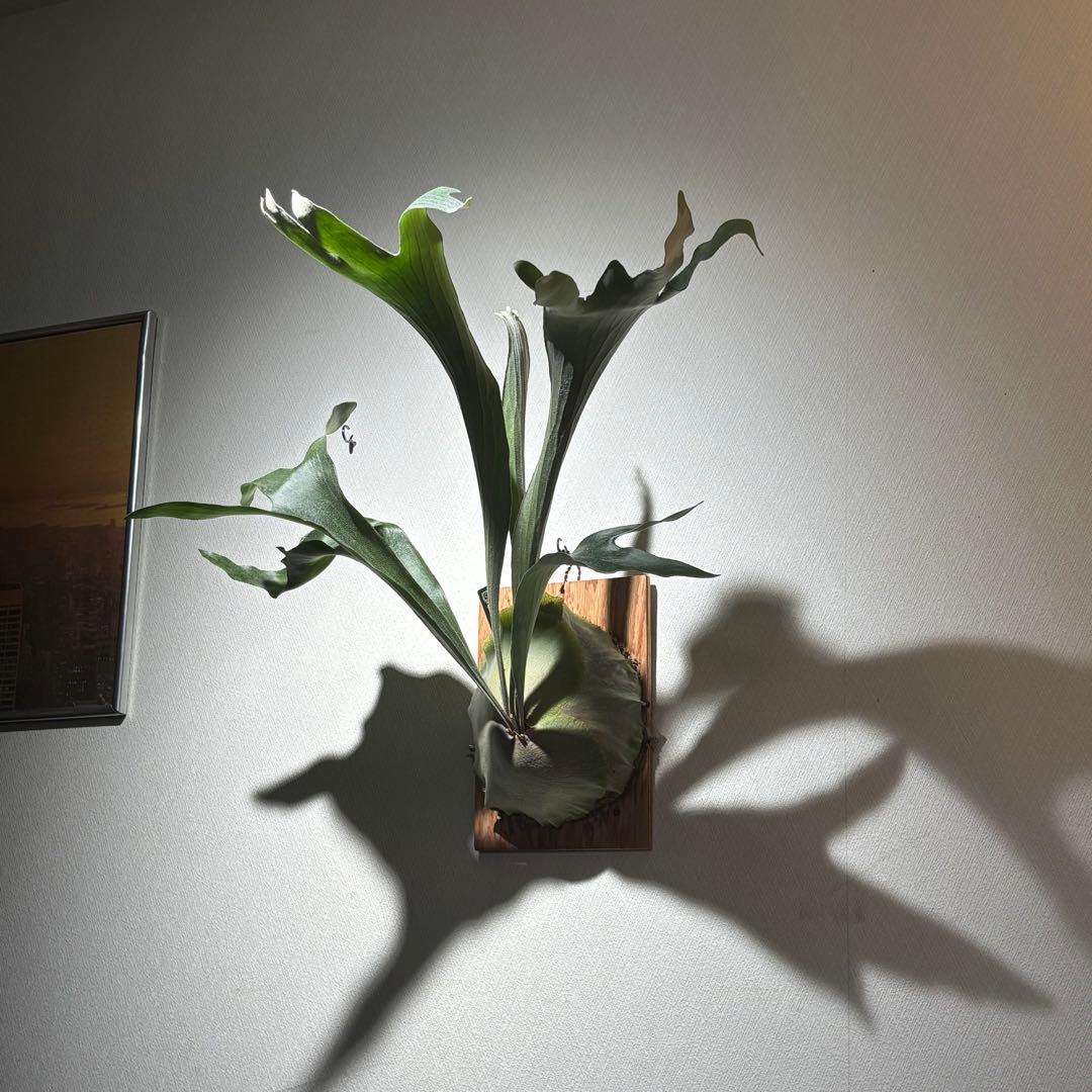 【アルバ様確認用】ネザーランド兄弟株 20240129_194748-scaled.jpg