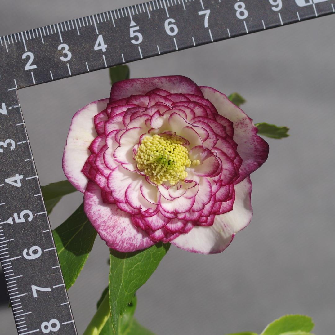 7462 認定！ホワイトアフロディーテ クリスマスローズ開花 加藤農園