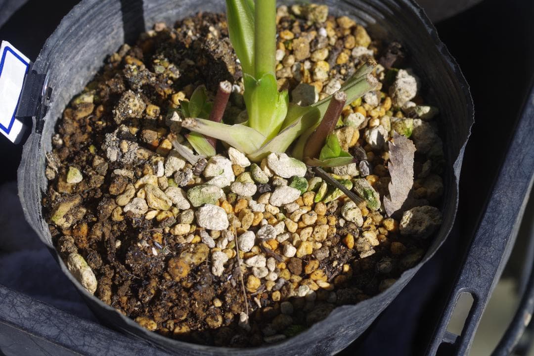 7462 認定！ホワイトアフロディーテ クリスマスローズ開花 加藤農園