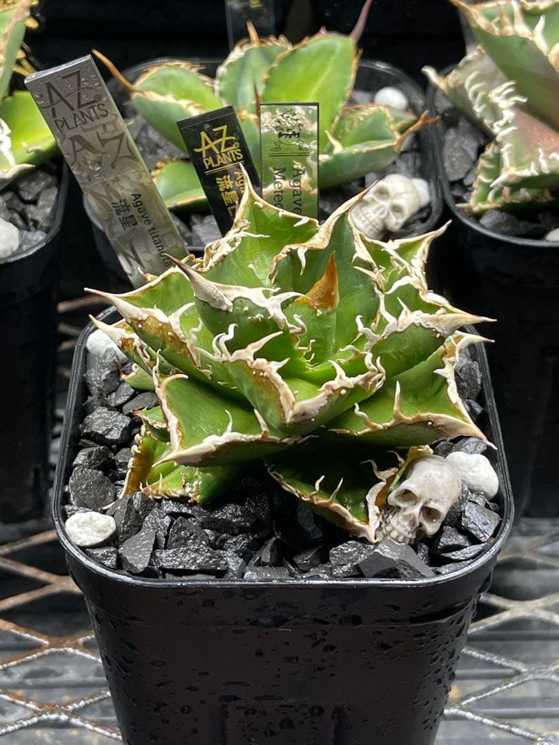 Agave Titanota Meteor \"流星\"