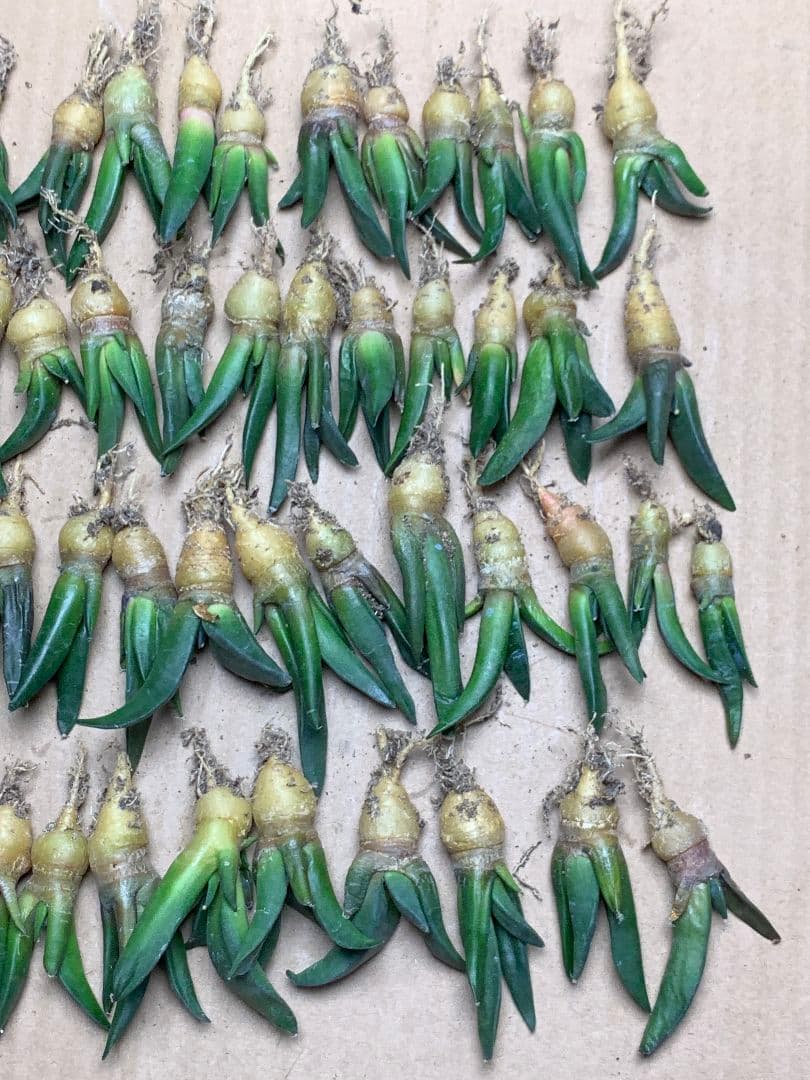 m*o様 TK29 サボテン アリオカルプス 亀甲牡丹ヒントニー 50苗セット