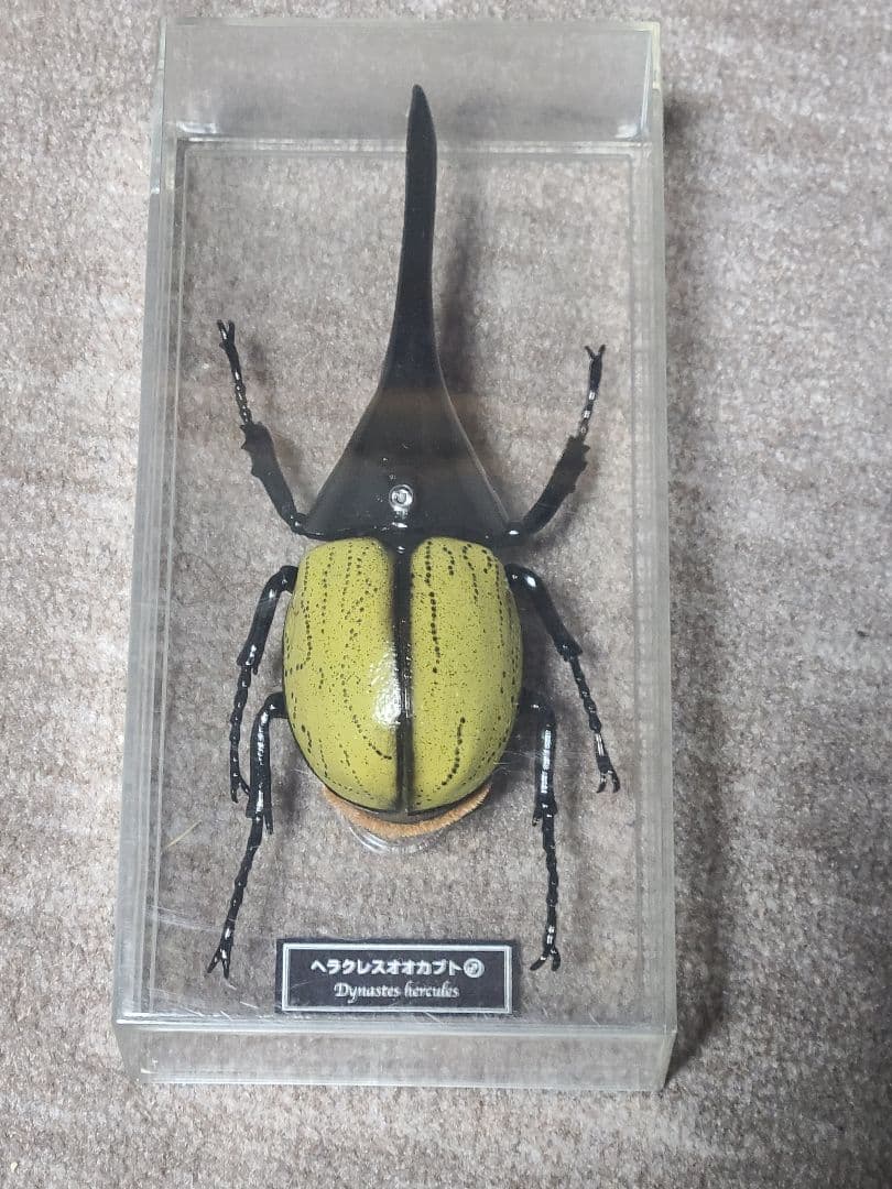 カブトムシ、クワガタ標本 4体セット - メルカリ