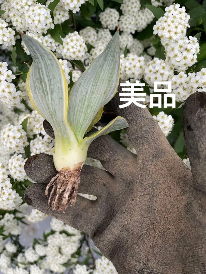 珍しい アガベ デスメティアーナ ブルームーン 銀河旅人 約11センチ