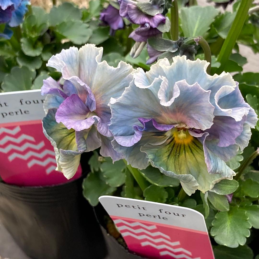 R*U様 プティフール ビオラ ペルル ハルグリン 苗 送料込み - メルカリ