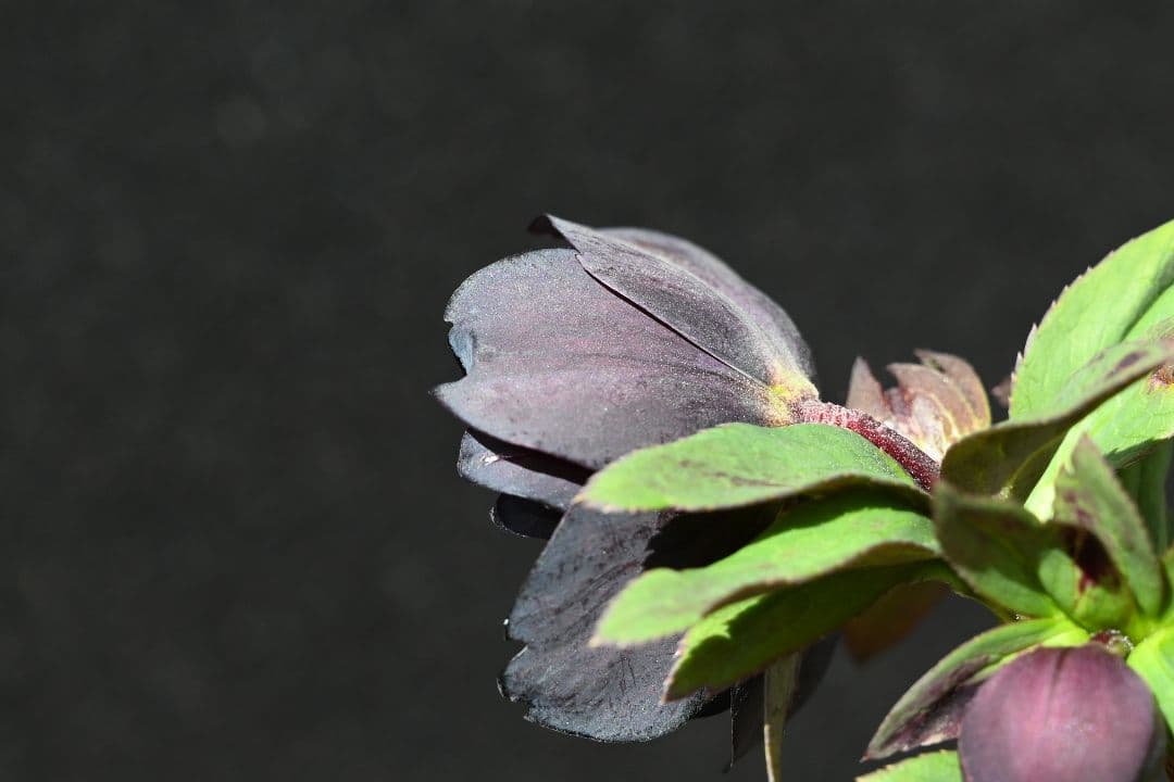 クリスマスローズ 認定Little Collection ddブラック加藤農園 - メルカリ