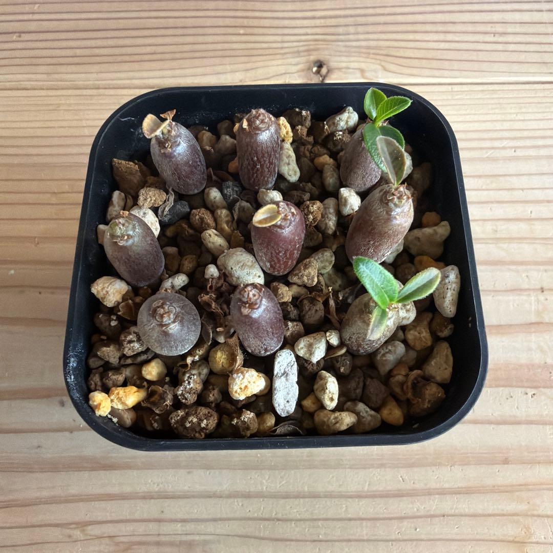 9株セット パキポディウムウィンゾリー 国内実生株 - メルカリ