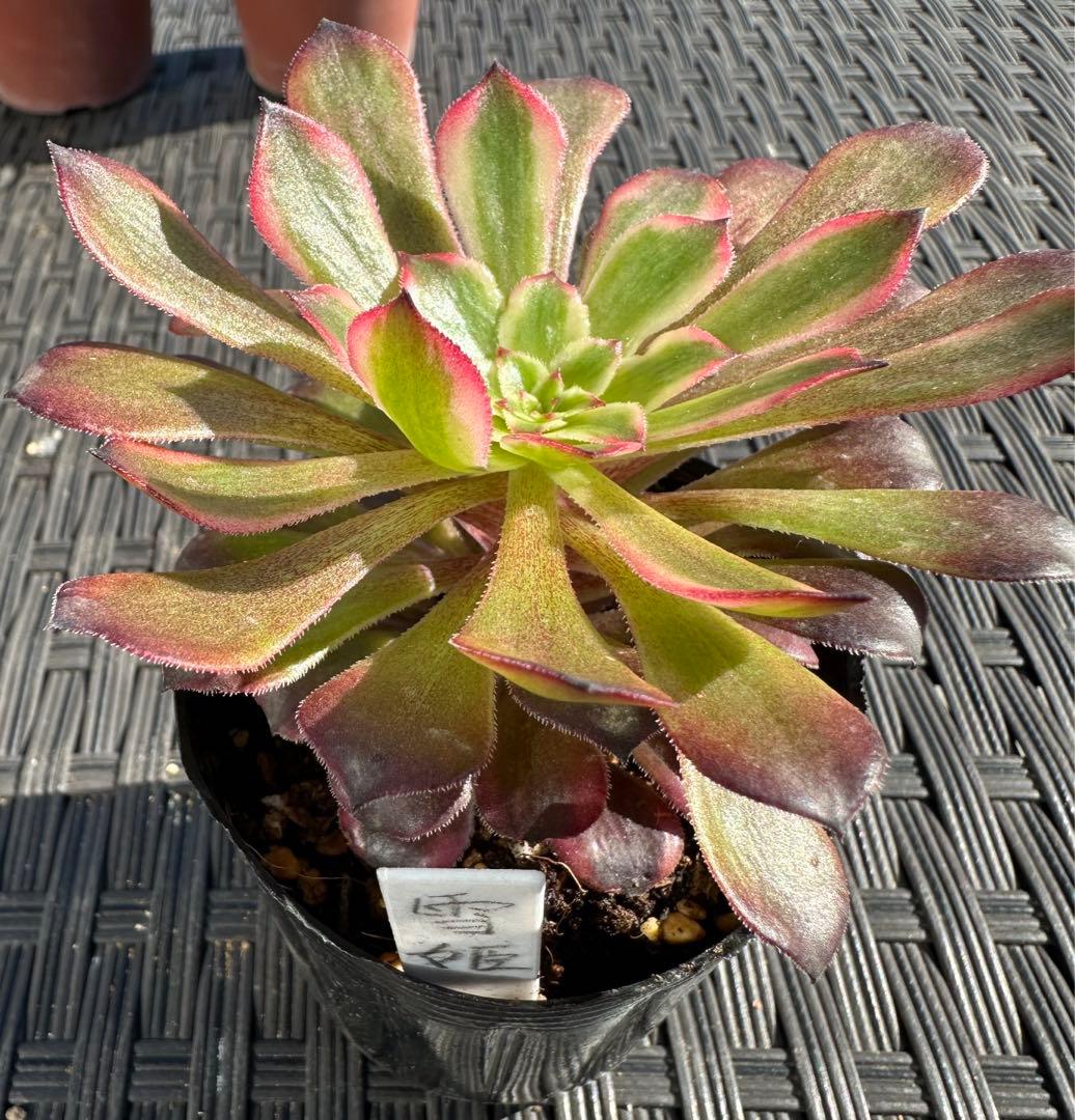 アエオニウム 雪姫(限定1苗)⭐️レア品種 - メルカリ