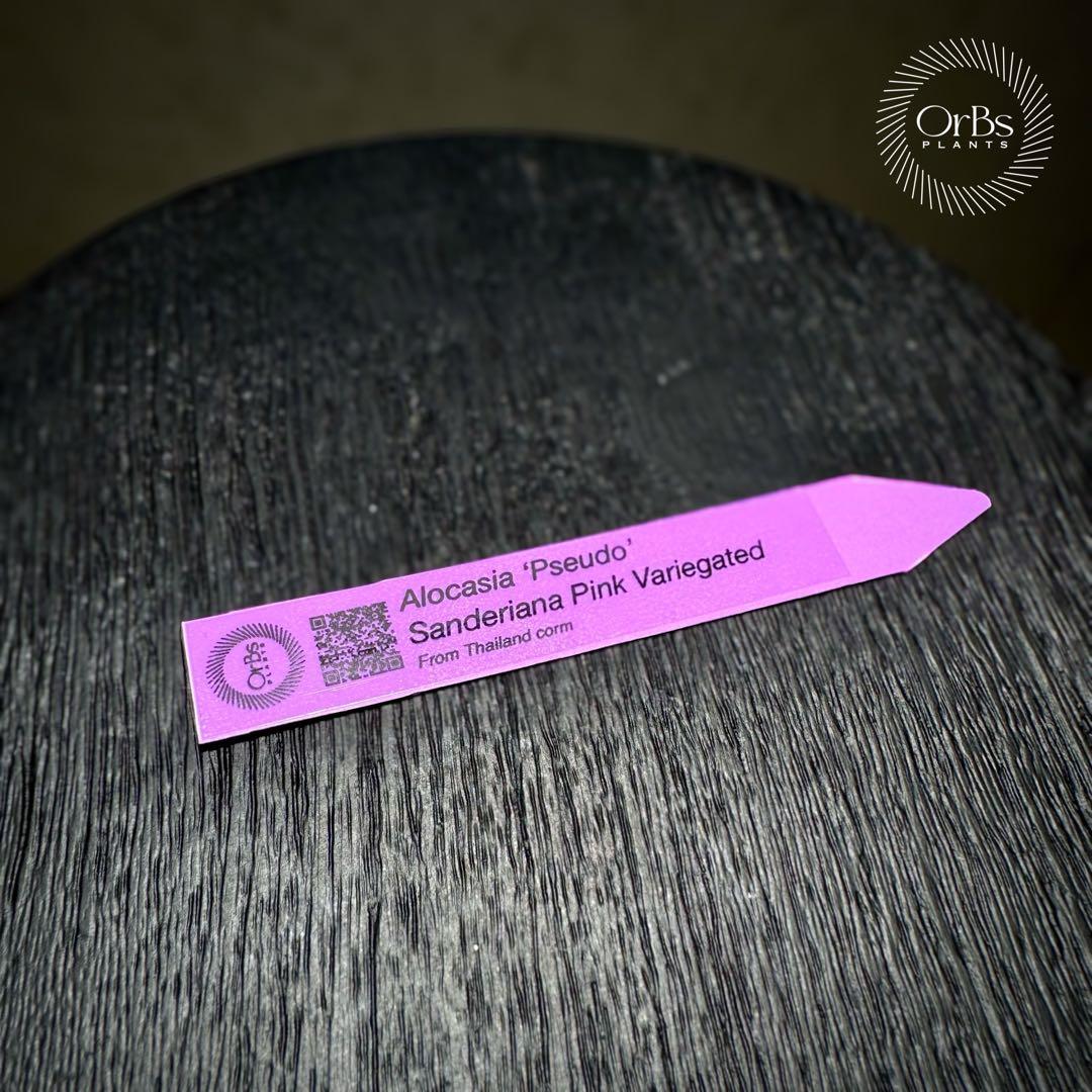 芋から育成】アロカシア プセウド サンデリアーナ ピンク斑入り 美斑