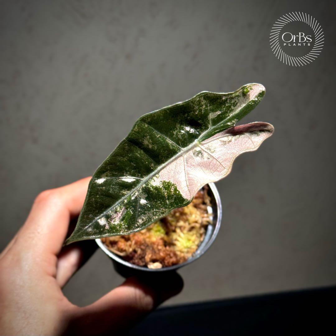 芋から育成】アロカシア プセウド サンデリアーナ ピンク斑入り 美斑