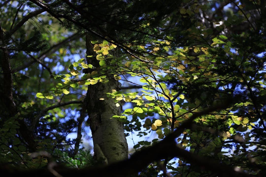Canon用EF シグマ150-600mmF5-6.3 contemporary