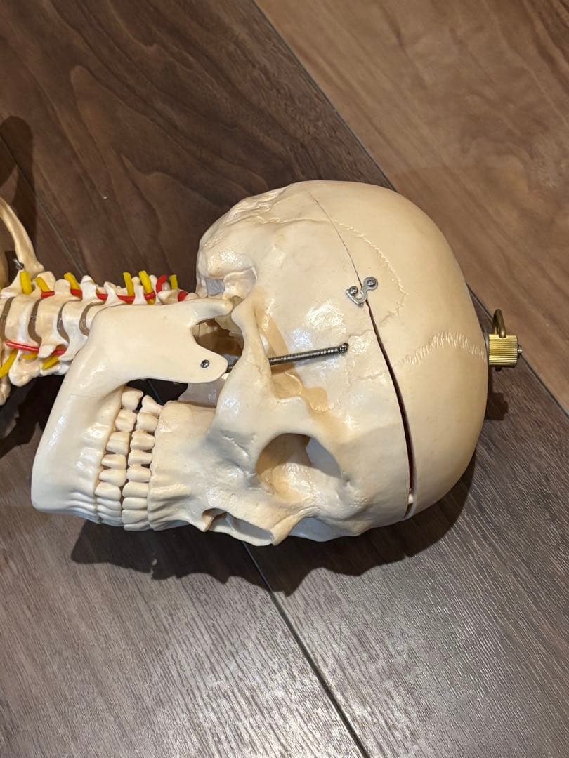 170cm 人体模型 可動関節 等身大 骨格模 - メルカリ