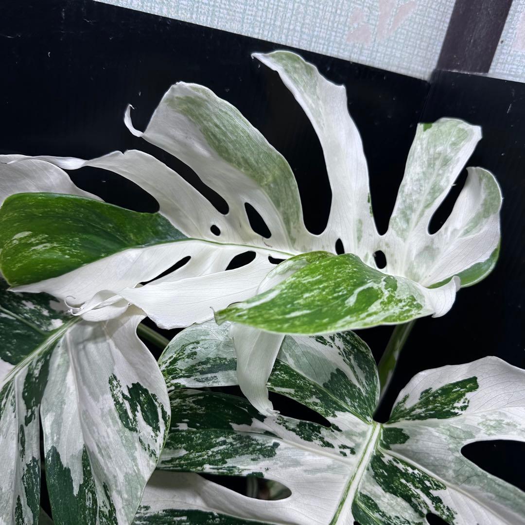 斑入りモンステラ ホワイトタイガー極美大株61cm白斑多 - メルカリ