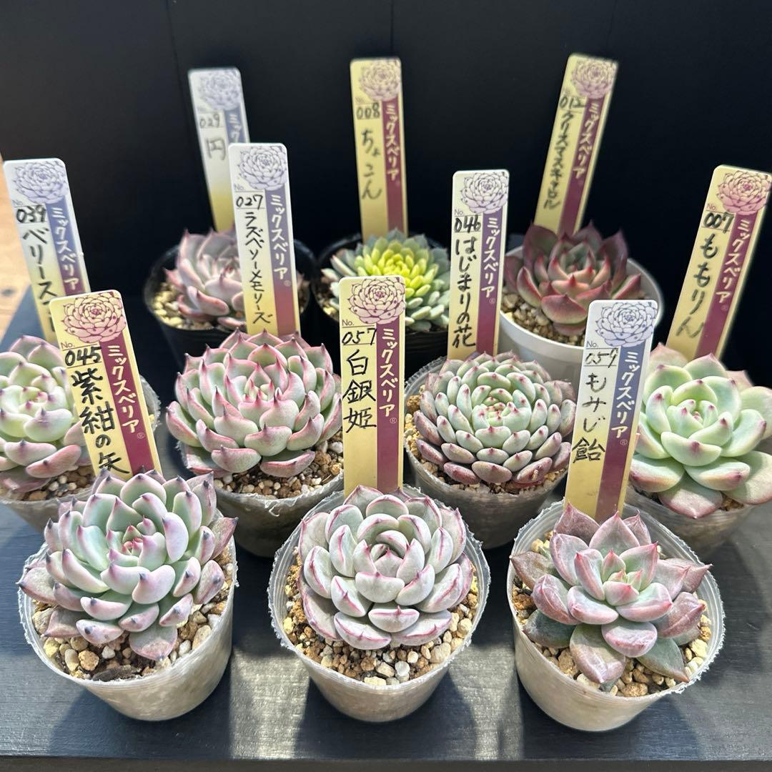 ア*サ様 おらいさん苗10点セット　まだまだ可愛いくなりますのでお楽しみに♡ 札