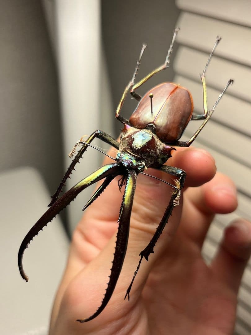 【75mm】チリクワガタ メタリフェルホソアカクワガタ Wild 昆虫標本 昆虫標本コレクション！メタリフェールホソアカクワガタ- 三宝堂