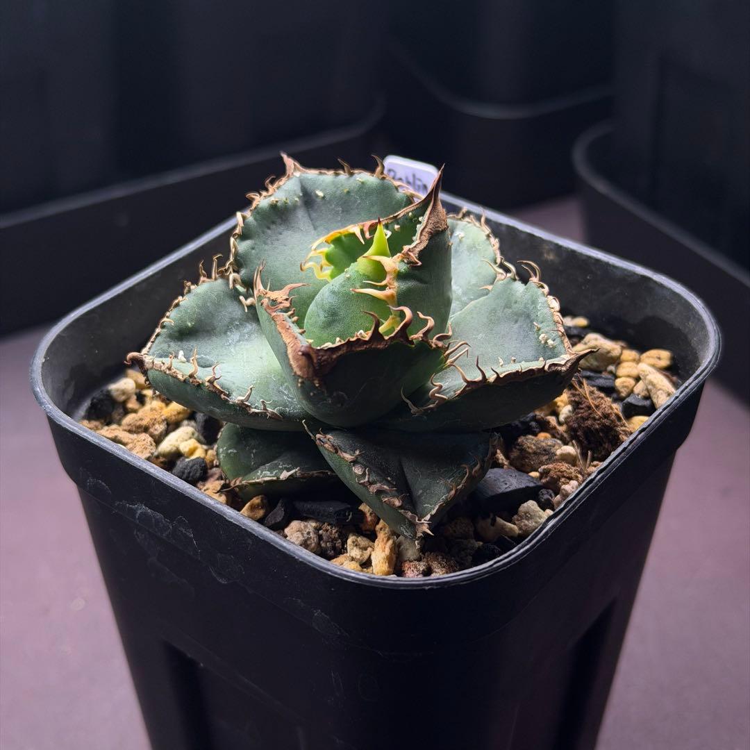 麻花龍　oc子株　アガベ　抜き苗配送　※鉢植配送希望の場合コメントください