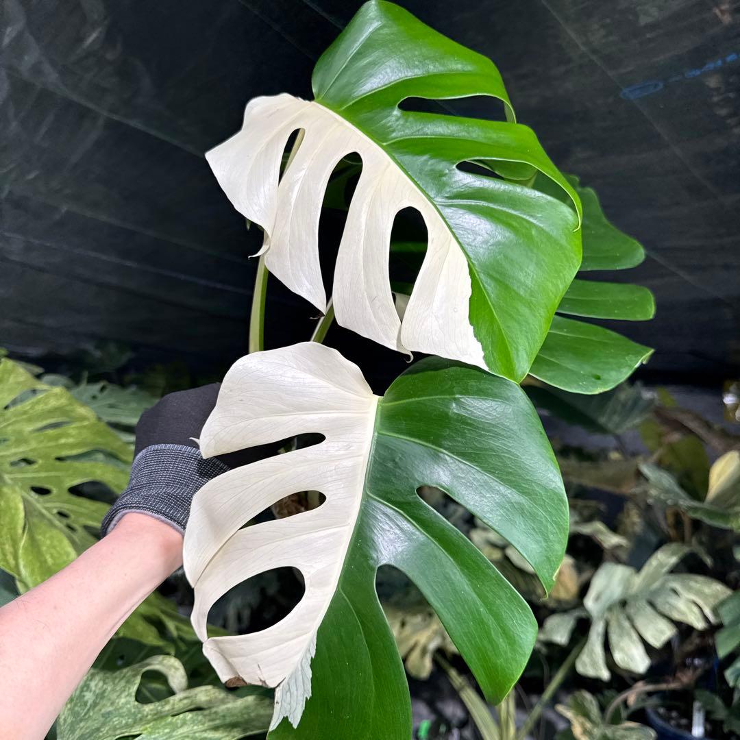 ALB6 モンステラ ボルギシアナ アルボ ホワイトタイガー白斑 健康