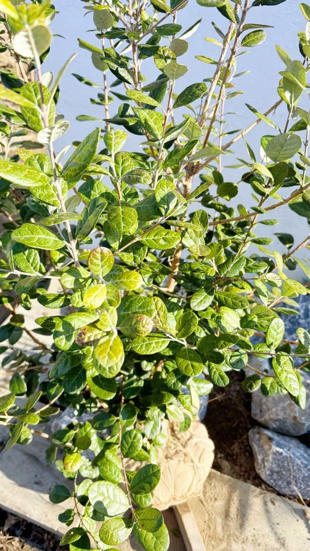 超逸品。フェイジョア株立ち1.5M(鉢底から)品番B - 常緑樹高価
