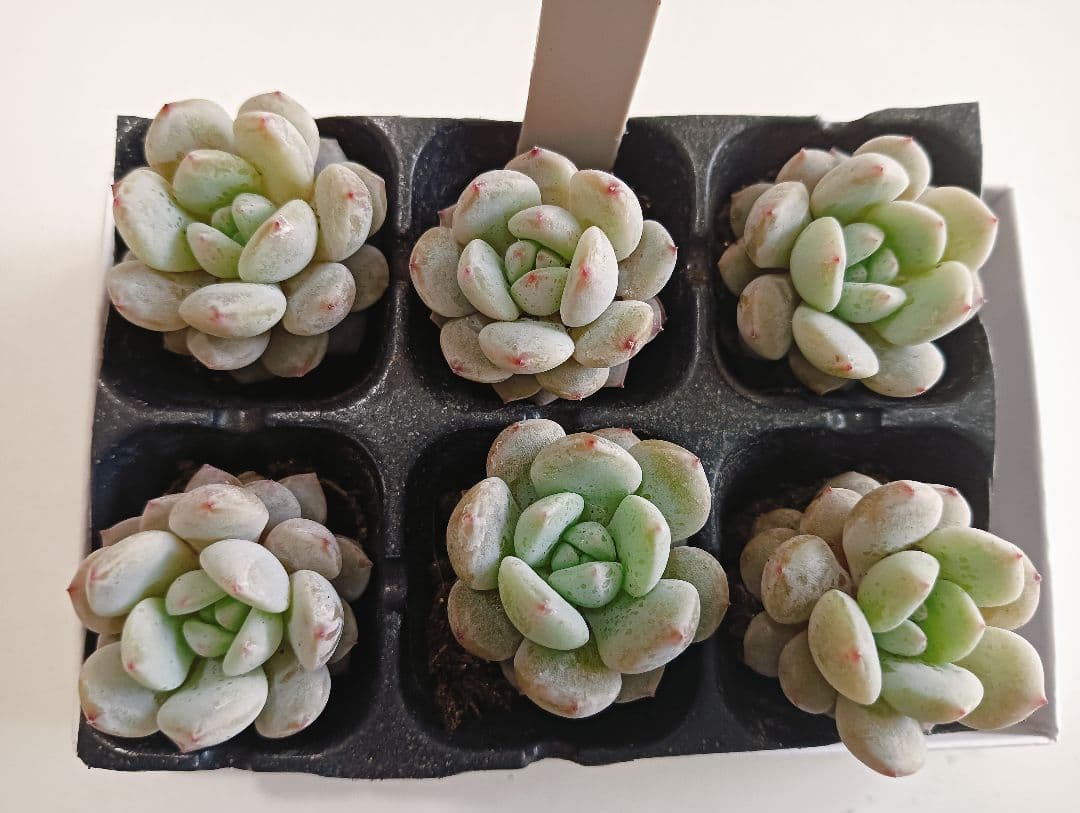 No.25多肉植物スターオレンジ6苗根付きセット - メルカリ