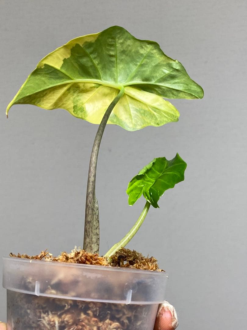 自*間様 【超希少‼️】アロカシア ポルトドラ/ポルトラ 斑入り