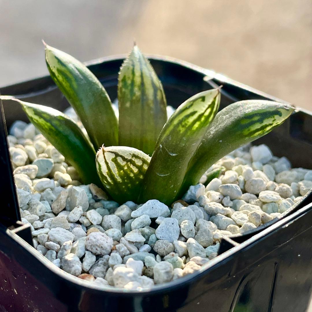 ハオルチア ナイルの一滴(ハオルシア多肉植物) - メルカリ