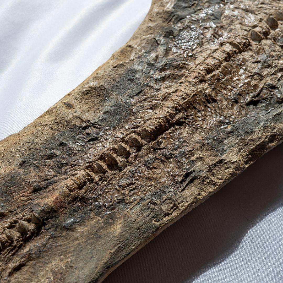 極上 古代魚 パラエロプス 全身 化石 本物 サンタナ層産 67.3cm pe1