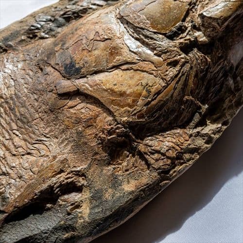 極上 古代魚 パラエロプス 全身 化石 本物 サンタナ層産 67.3cm pe1
