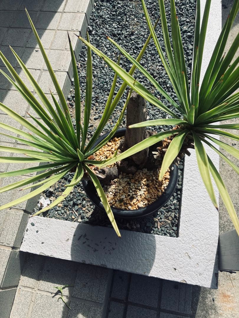 ユッカ アロイフォリ 老木 株立の通販はau PAY マーケット - 輸入雑貨