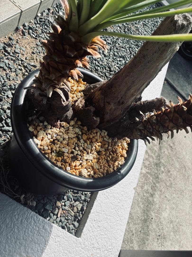 ユッカ アロイフォリ 老木 株立の通販はau PAY マーケット - 輸入雑貨