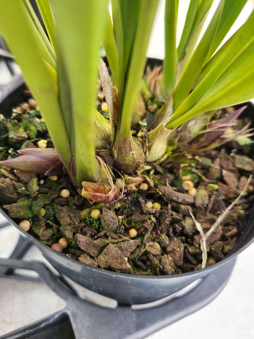 ミスマフェット。花芽合計27個。5鉢セット。蜜蜂誘引蘭。日本蜜蜂