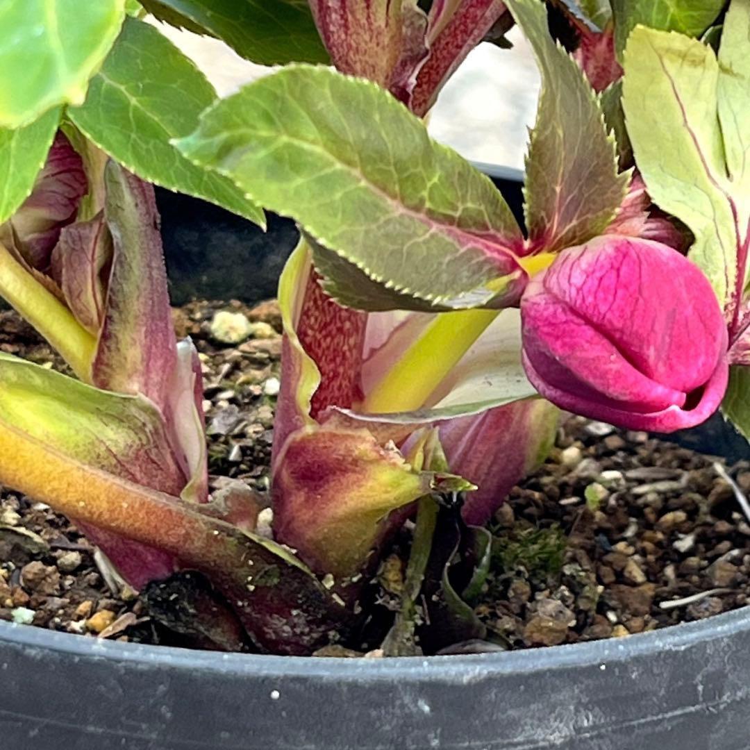 の*ん様 ☘️限定1株☘️未株分け☘️蕾付き☘️3356⭐️極上新色⭐️紅ピンク