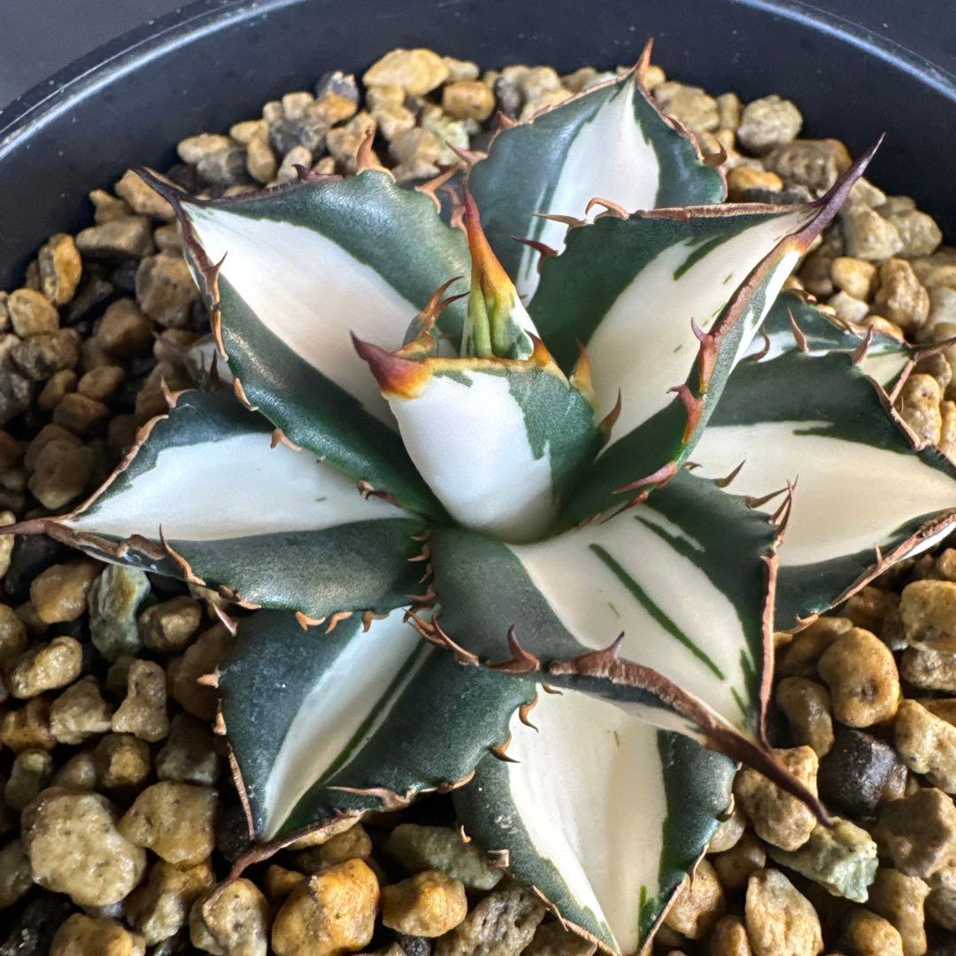 即決価格！アガベ氷河　美形　太陽神錦　純白中斑