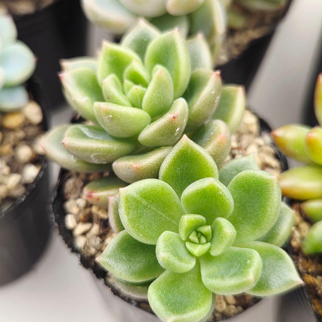 ②全15苗 つぶつぶ屋さん クラッカー❣️あられ❣️ピノチオ❣️発根済ネコポス込