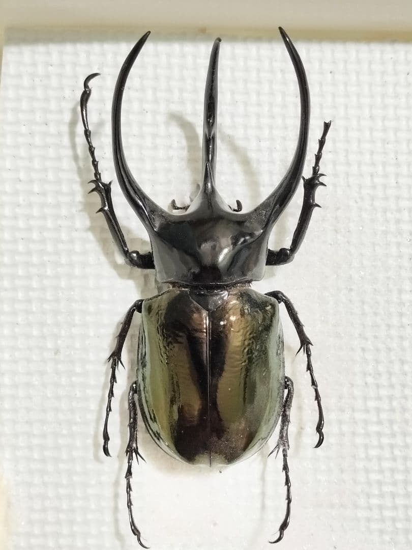 特大コーカサスオオカブト標本（訳あり品） - メルカリ