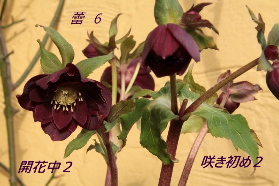 クリスマスローズ／開花株 DDレッドブラックピコティ 広瀬園芸 - メルカリ