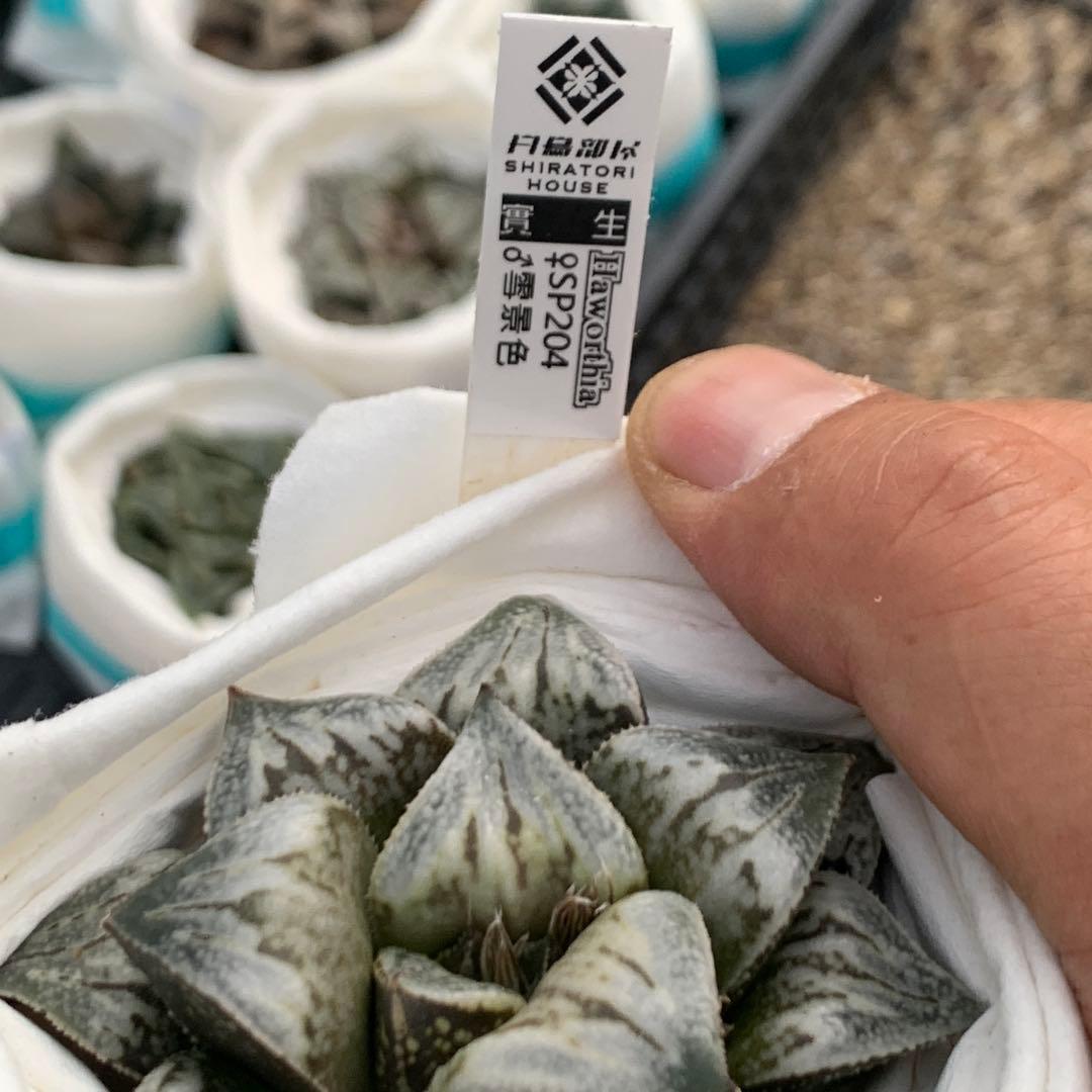 多肉植物 ハオルチア 台湾実生3(白鳥部屋) - メルカリ