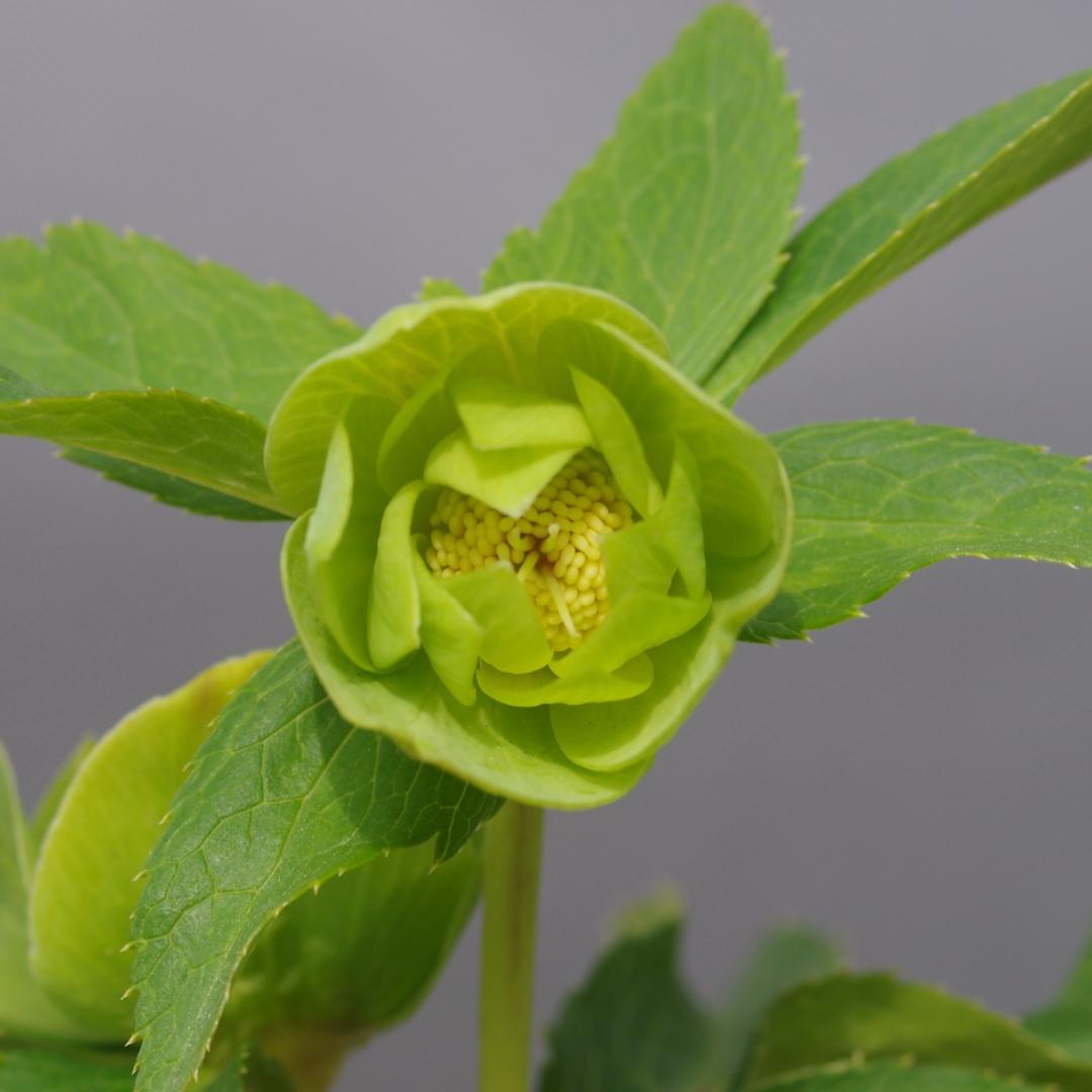 A様7482 認定！メロンゴールド クリスマスローズ開花 加藤農園 - メルカリ