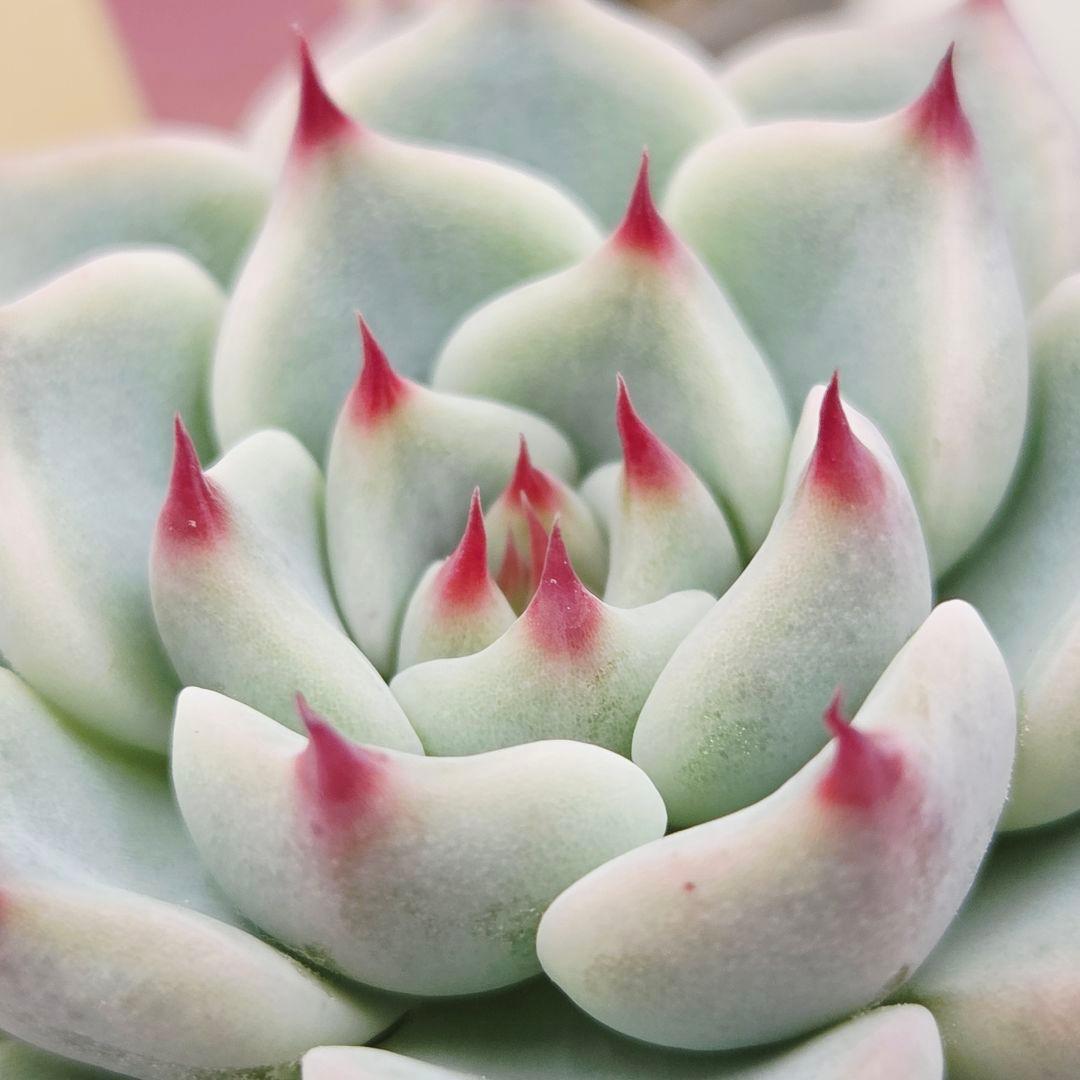 ⑲大きめ苗! そわそわ❣️青鬼❣️龍鱗蓮華❣️おらいさん発根